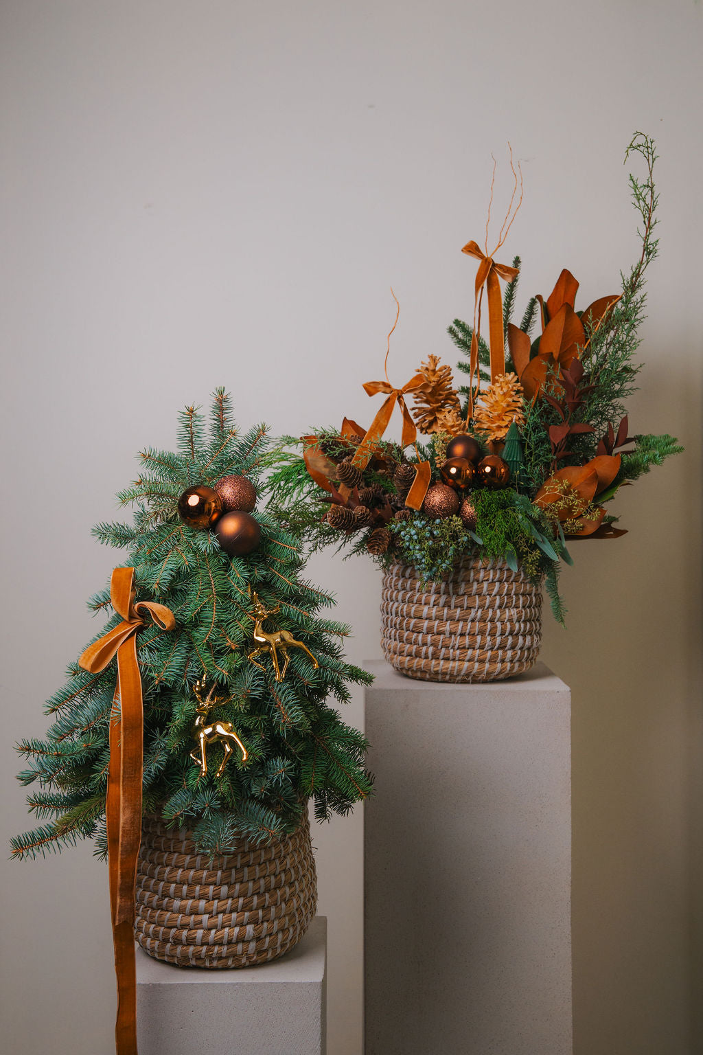 Noble Forest Collection #1