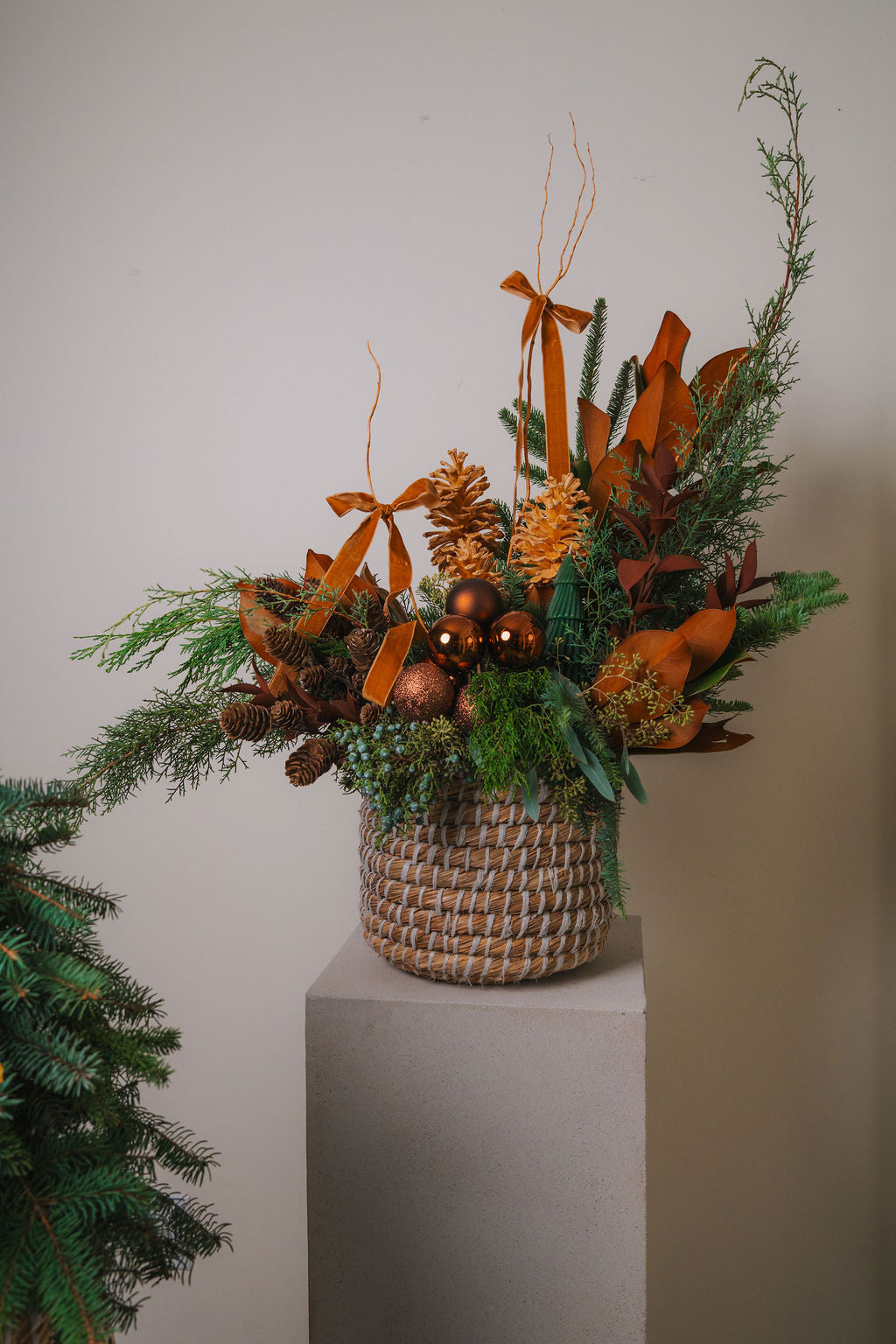 Noble Forest Collection #1